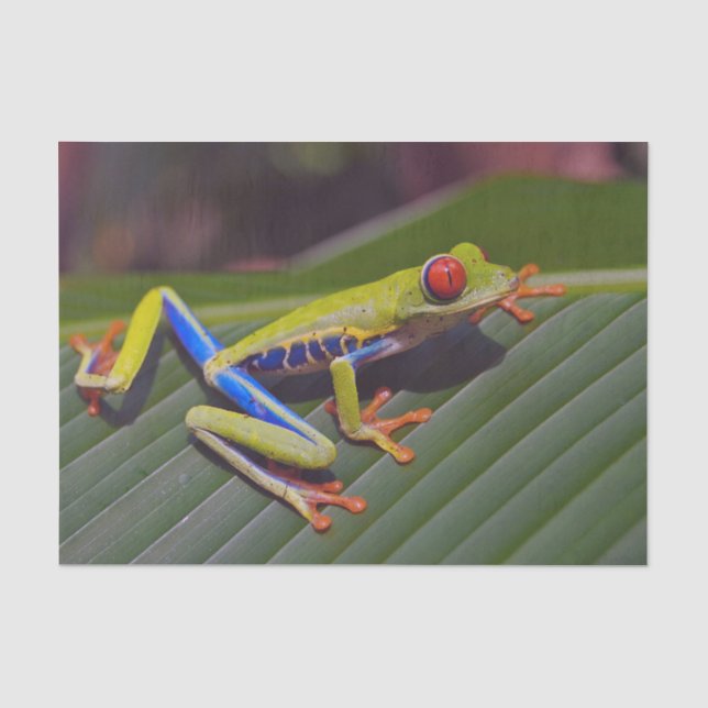 Froschrei-Foto Seidenpapier (Vorderseite)