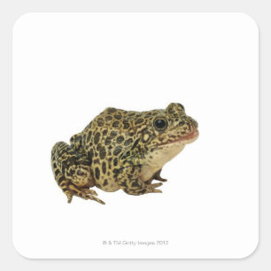 Froschschatten Quadratischer Aufkleber