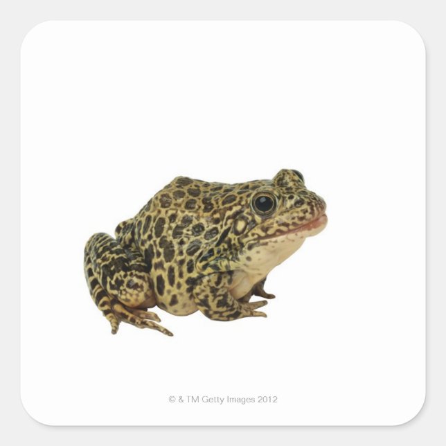 Froschschschatten Quadratischer Aufkleber (Vorderseite)
