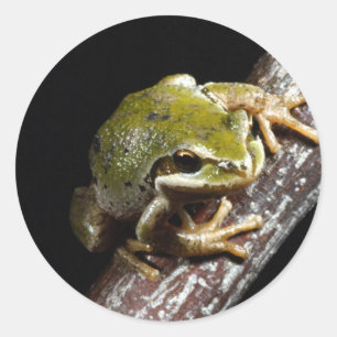 Froschsticker Runder Aufkleber