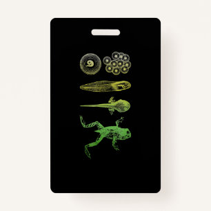 Froschzange Metamorphose Lebenszyklus Biologie Ausweis