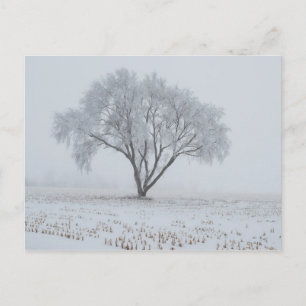 Frost auf einem einsamen Baum Postkarte