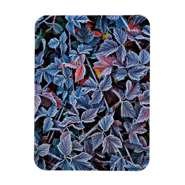Frost auf Herbstblättern, Oregon Magnet (Vertikal)