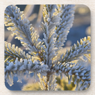 Frost auf immergrünen Baum, Homer, Alaska Getränkeuntersetzer