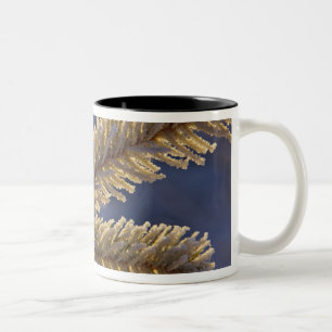 Frost auf immergrünen Baum, Homer, Alaska Zweifarbige Tasse
