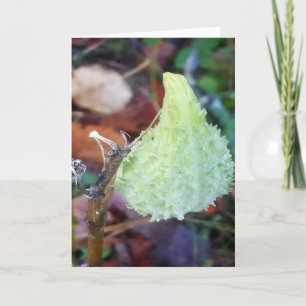 Frost auf Milkweed Pod Blank Karte