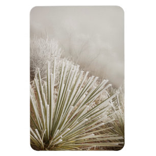 Frost bedeckt Yucca im Winter Magnet