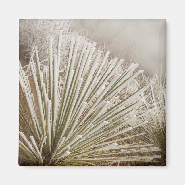 Frost bedeckt Yucca im Winter Magnet (Vorne)