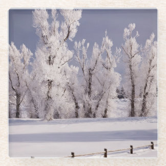 Frost bedeckte Bäume und Zaun, Colorado Glasuntersetzer