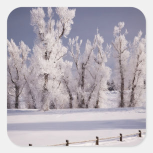 Frost bedeckte Bäume und Zaun, Colorado Quadratischer Aufkleber