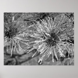 Frost Covered Pine Needles Poster