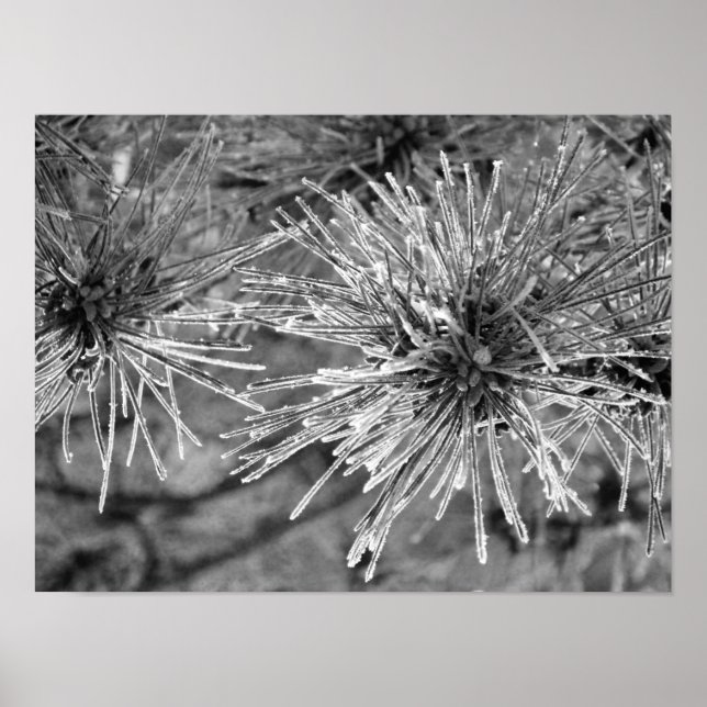 Frost Covered Pine Needles Poster (Vorne)