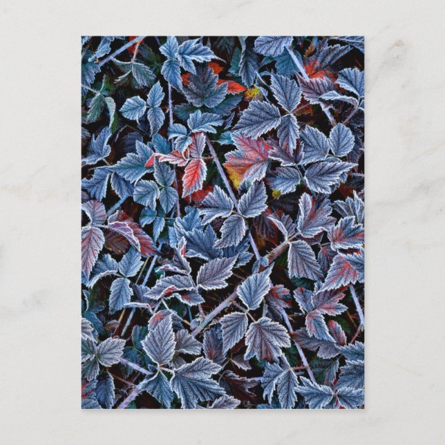 Frost on autumn leaves, Oregon Postkarte (Vorderseite)