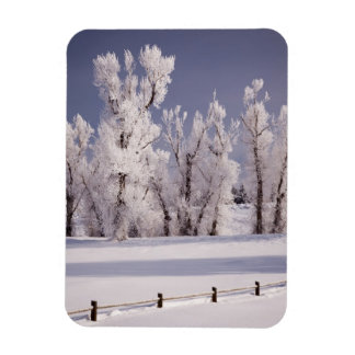 Frostbedeckte Bäume und Zaun, Colorado Magnet