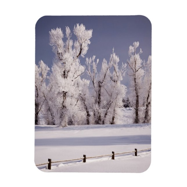 Frostbedeckte Bäume und Zaun, Colorado Magnet (Vertikal)
