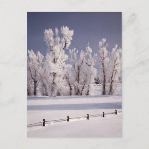 Frostbedeckte Bäume und Zaun, Colorado Postkarte