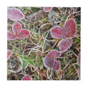 Frostbedeckte Blätter, Kanada Fliese