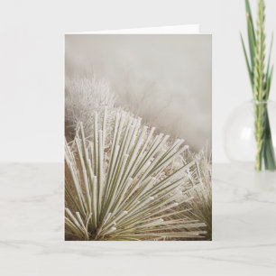 Frostbedeckter Yucca im Winter Karte