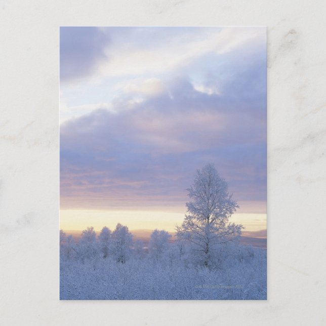 Frostbewald Postkarte (Vorderseite)