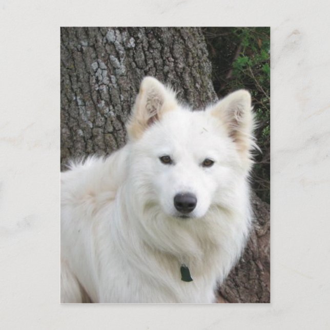 frostig postkarte (Vorderseite)