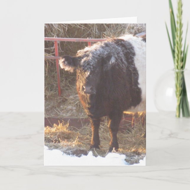 Frostige Galloway Cow Holiday Card Feiertagskarte (Vorderseite)