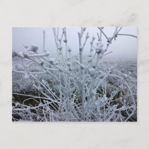 Frostige Pflanze Winterlandschaft Postkarte