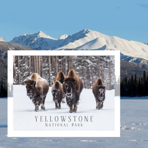 Frostiger Bison auf schneebedeckter Straße, Yellow Postkarte