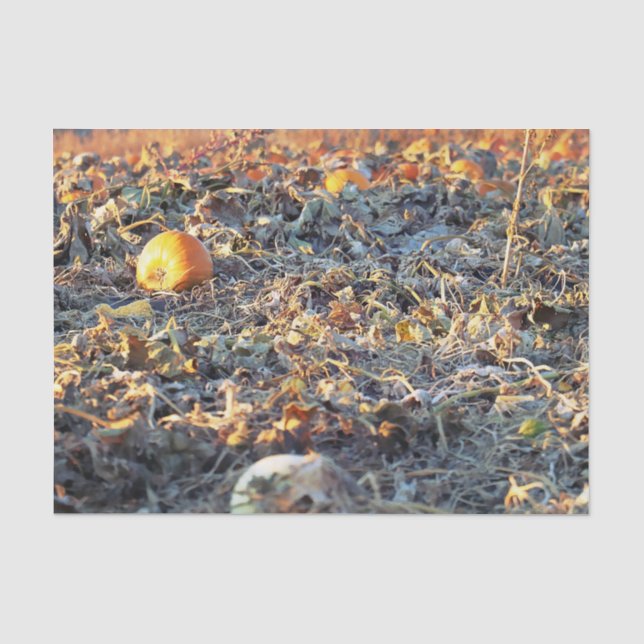 Frostiger Kürbispatch  Seidenpapier (Vorderseite)