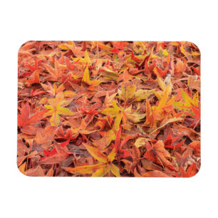 Frostiger Morgen, Mill Creek, WA, USA Magnet