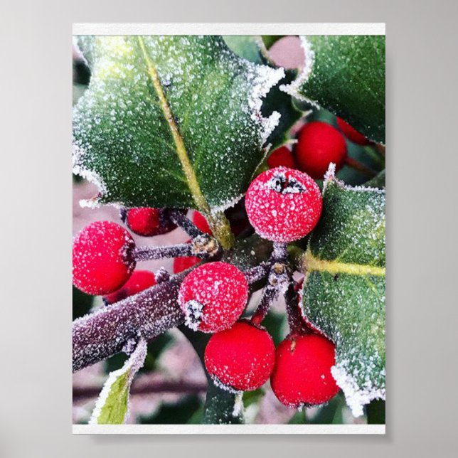 Frosty Holly Poster (Vorne)
