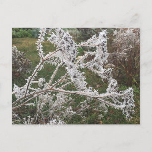 Frosty Morning Garden Postkarte
