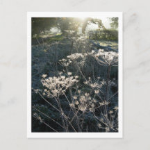 Frosty Morning in Cheshire Carte postale