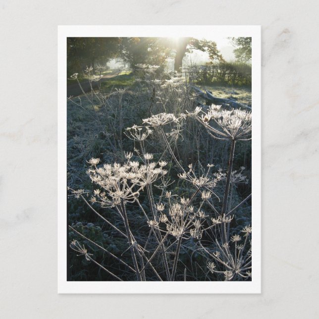Frosty Morning in Cheshire Postcard Postkarte (Vorderseite)