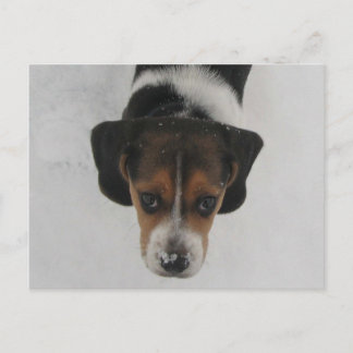 Frosty Nose Postkarte