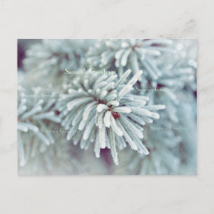 Frosty Pine Bough Feiertagspostkarte