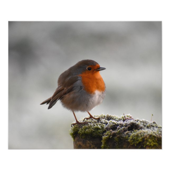 Frosty Robin Fotodruck (Vorne)
