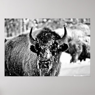 Frosty Yellowstone Bison Poster