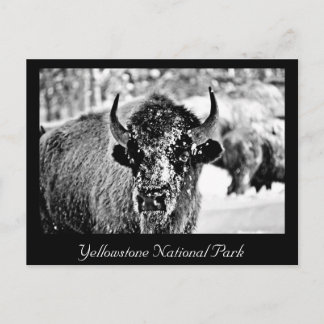 Frosty Yellowstone Bison Postkarte