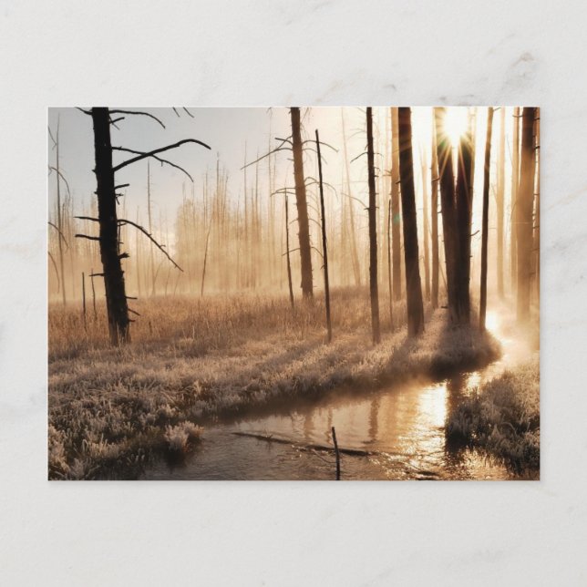 Frosty Yellowstone Morning Postkarte (Vorderseite)