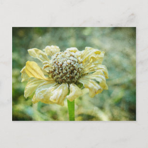 Frosty Zinna Postkarte
