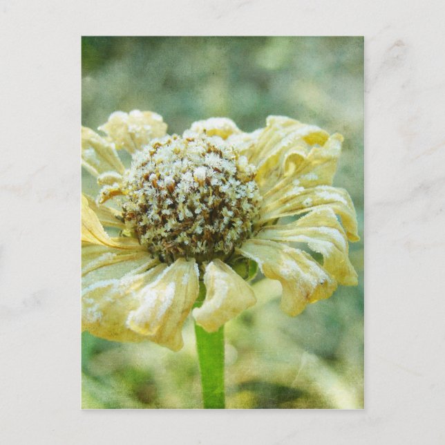 Frosty Zinna Postkarte (Vorderseite)