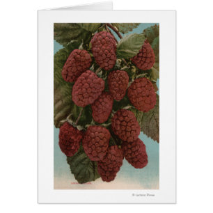 Frucht Chromo Lithographie von LoganberriesState