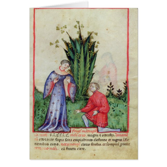Frucht von Mandrake, from Tacuinum Sanitatis (Vorne)