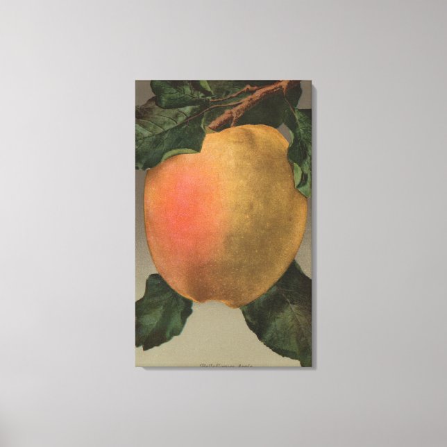 Fruchtchthromlithograph von Belleflower Apple Leinwanddruck (Vorderseite)