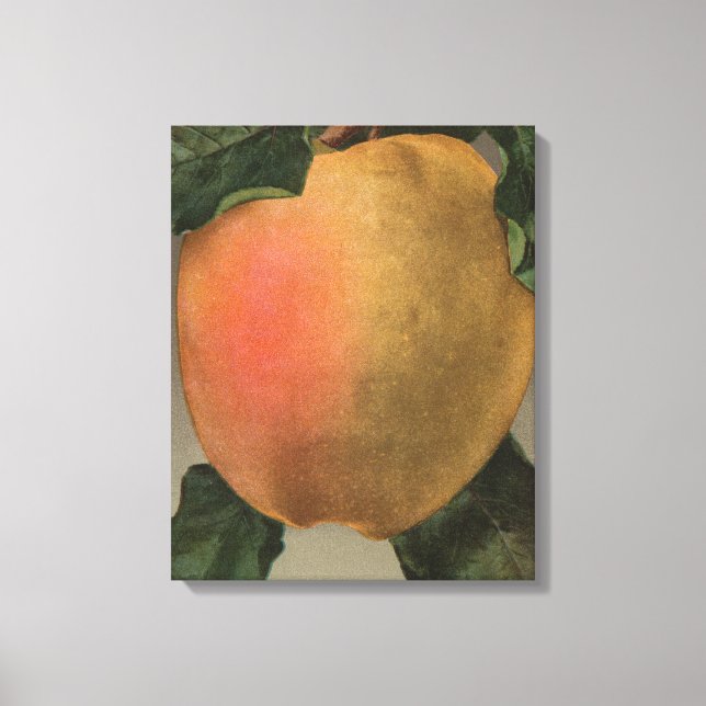 Fruchtchthromlithograph von Belleflower Apple Leinwanddruck (Vorderseite)