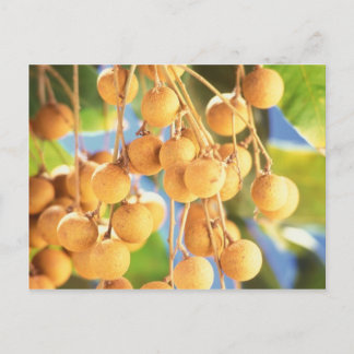 Früchte aus Longan Postkarte