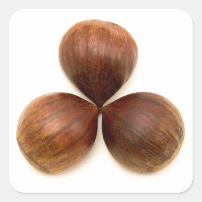 Früchte aus süßen Kastanien Quadratischer Aufkleber (Vorderseite)