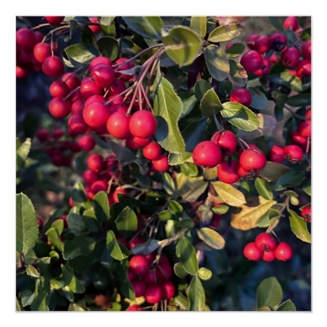 Früchte des Herbst Poster (Vorderseite)