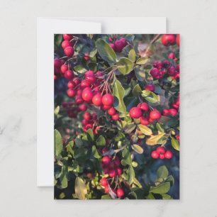 Früchte des Herbst Postkarte