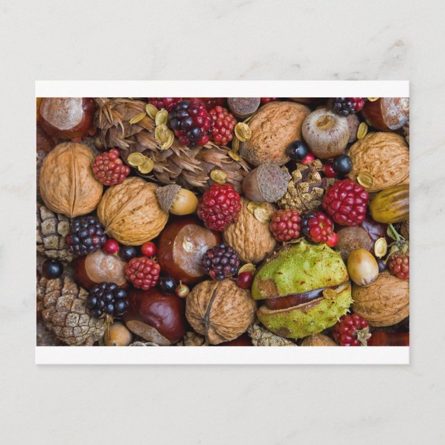 Früchte im Herbst Postkarte (Vorderseite)